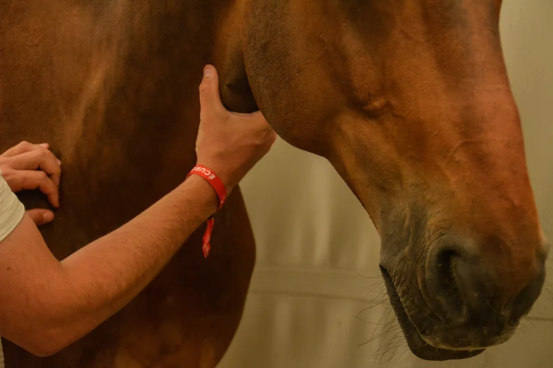 Main de Rémy Serre sur l'encolure d'un cheval alezan