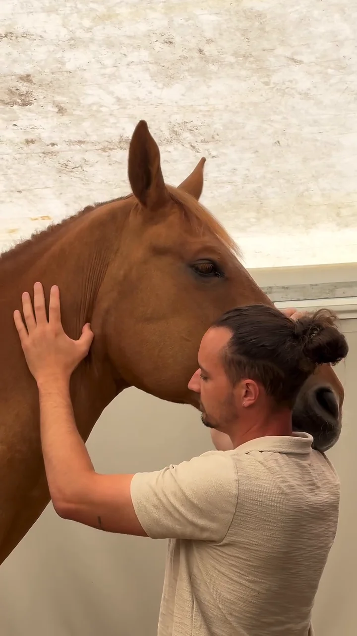 Rémy Serre en séance, les mains sur la tête d'un cheval alezan