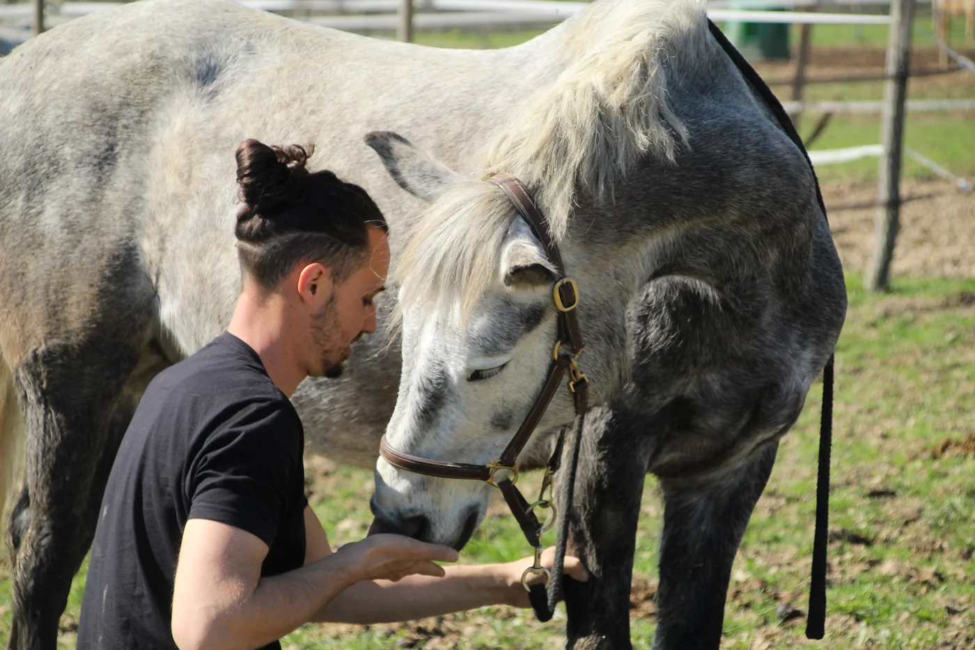 Rémy Serre au pré, un cheval gris vient poser le nez dans sa main